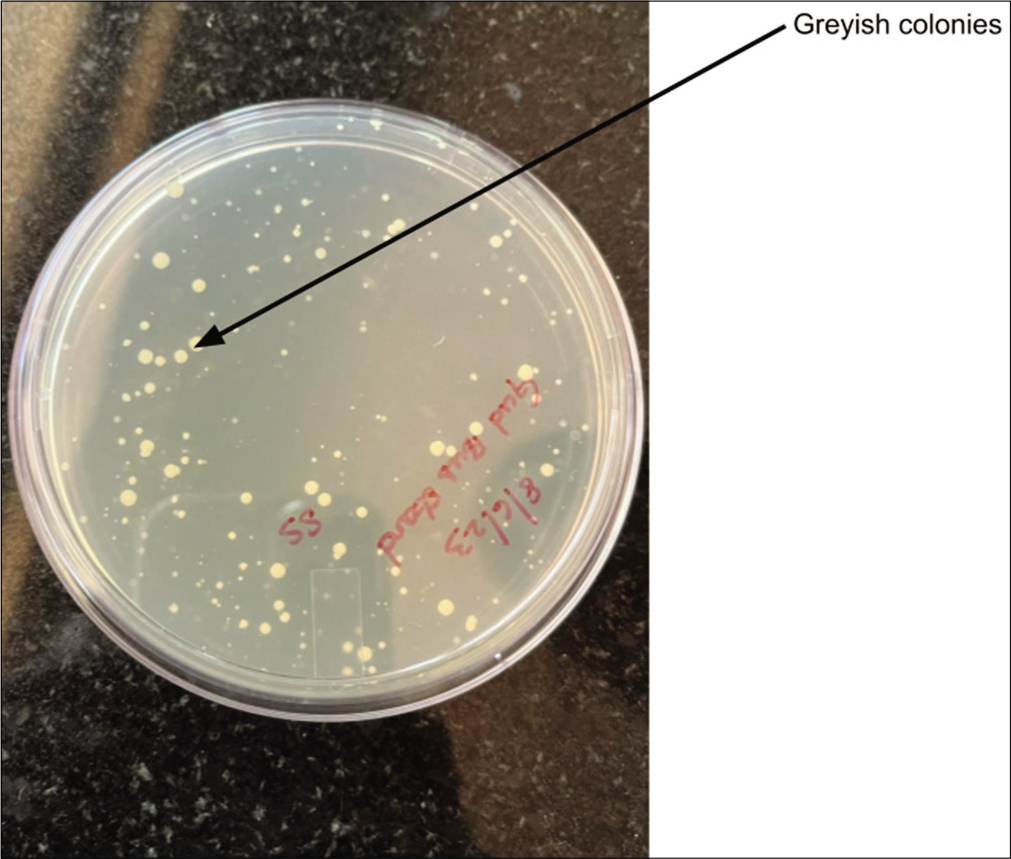 Ethyl Violet Azide plate with greyish white colonies.