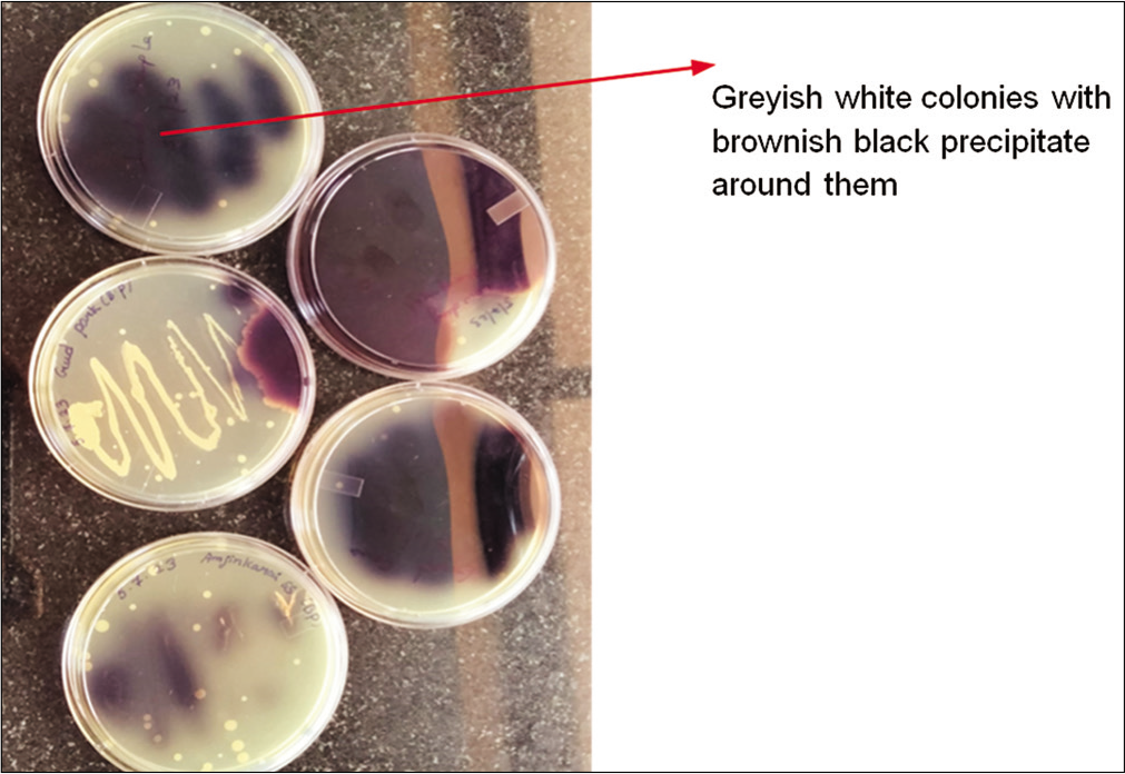 Bile Esculin plate with brownish-black precipitate colonies.