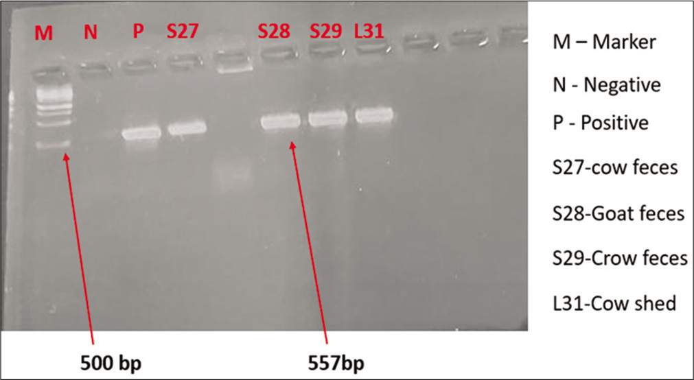 16S Ribosomal ribonucleic acid polymerase chain reaction.